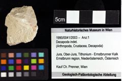 Foto (Objket + Etiketten) von Decapoda indet. 